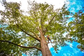 Best Tree Maintenance Programs  in Lake Shore, MD