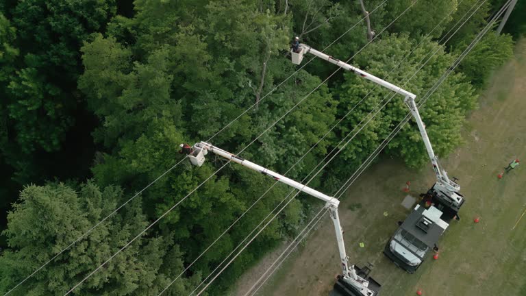 How Our Tree Care Process Works  in  Lake Shore, MD