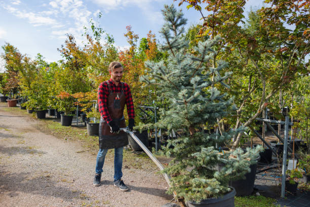 Best Commercial Tree Services  in Lake Shore, MD