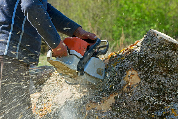 Best Organic Lawn Care Solutions  in Lake Shore, MD